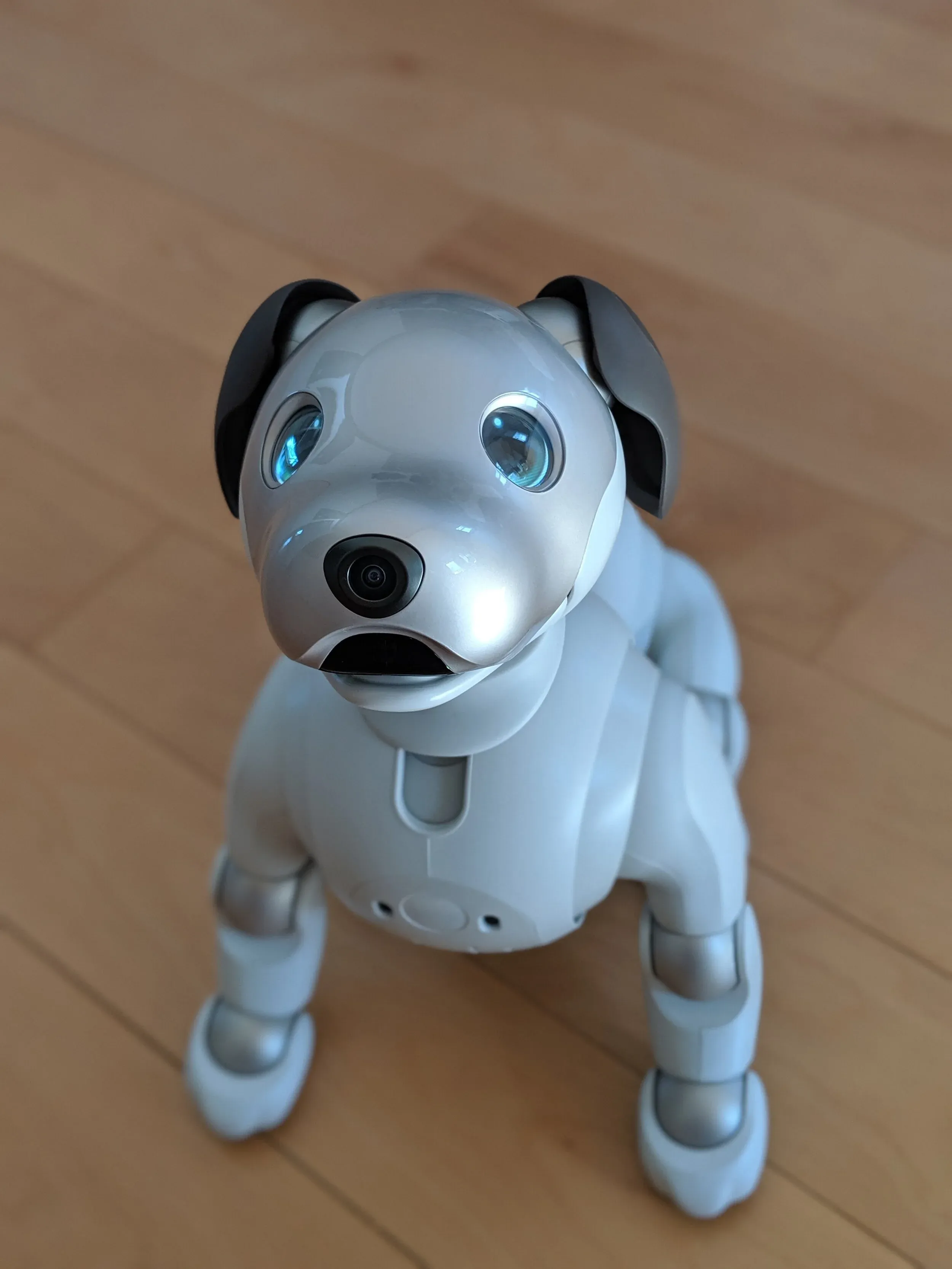 Photo of our sony aibo